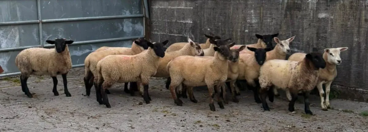 STORE LAMBS - Image 2