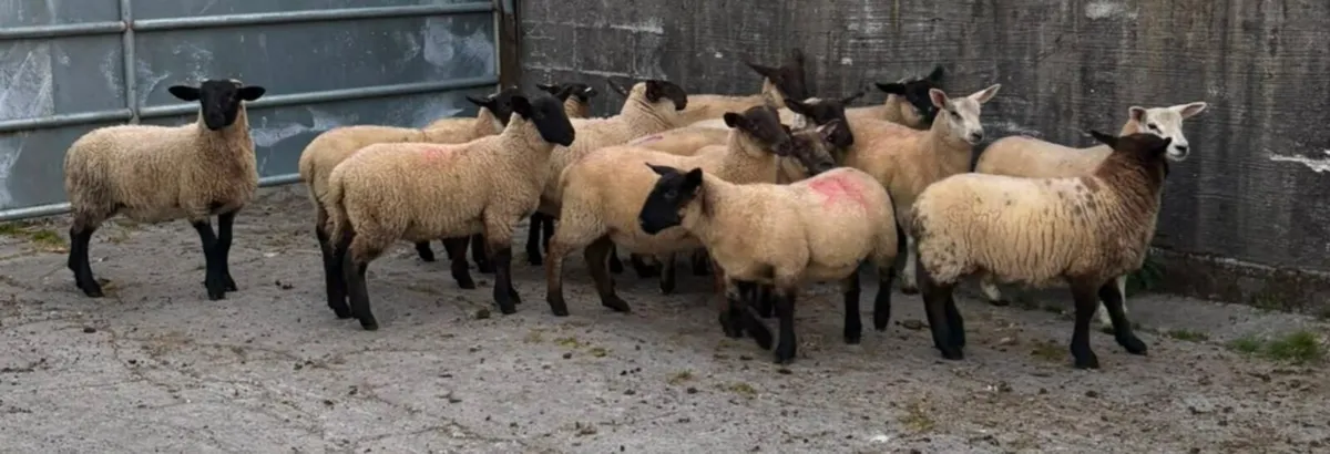 STORE LAMBS - Image 3