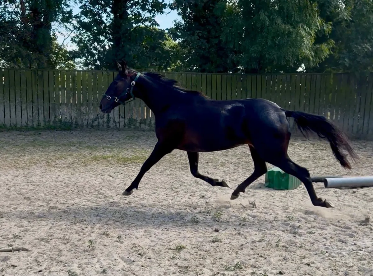 3yo Filly by Order of St. George - Image 2
