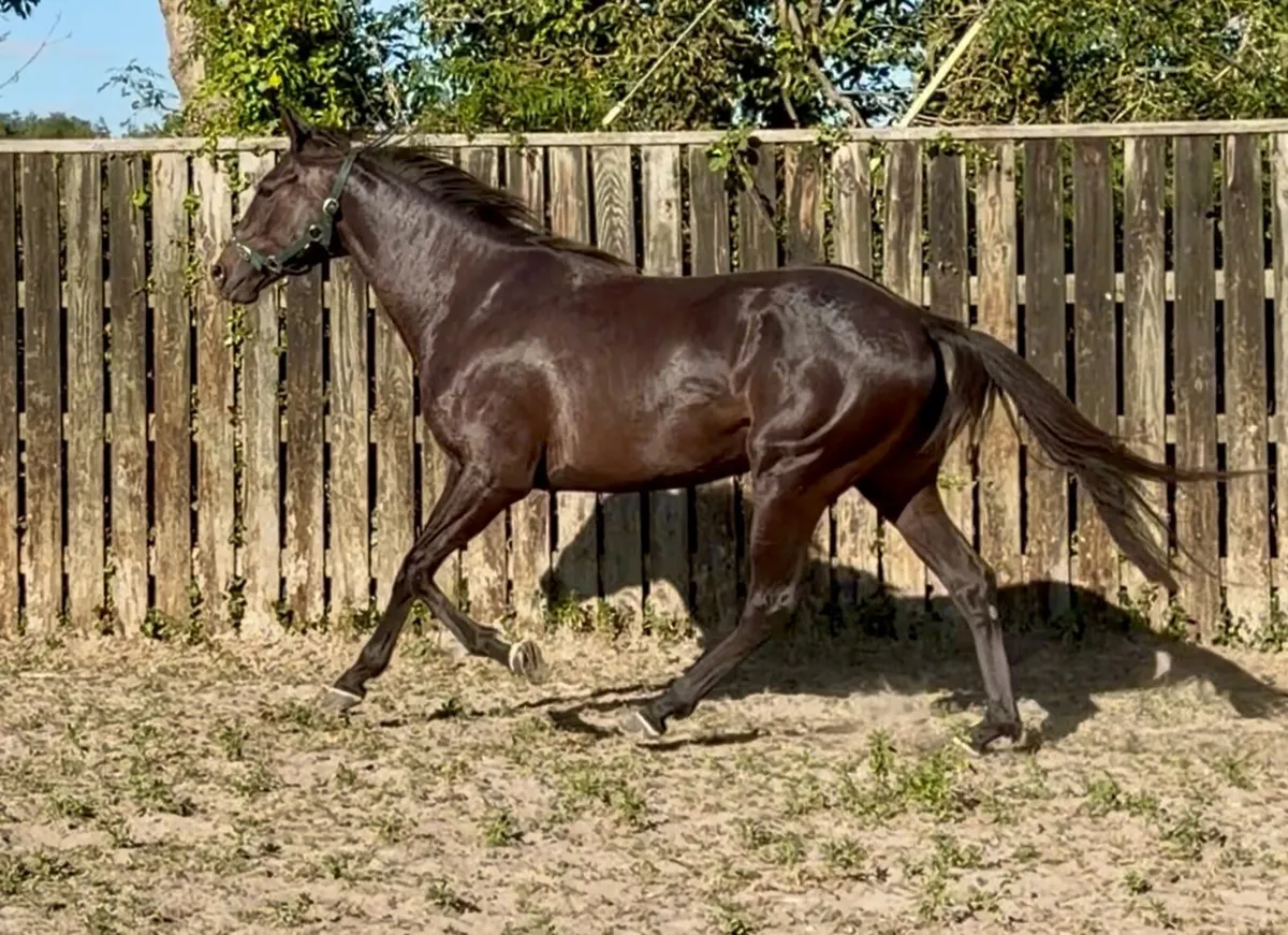 3yo Filly by Order of St. George - Image 4