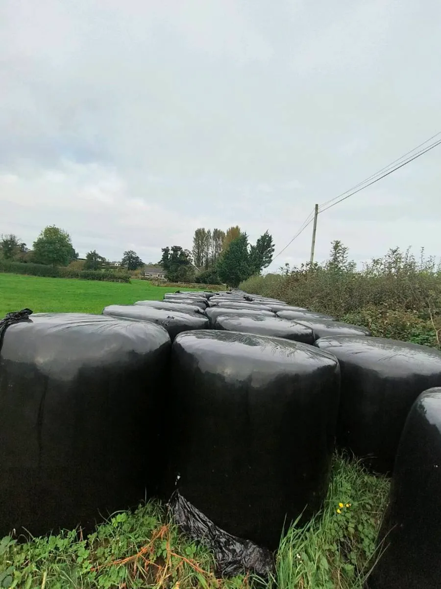 Second cut silage for sale 10 acres - Image 3