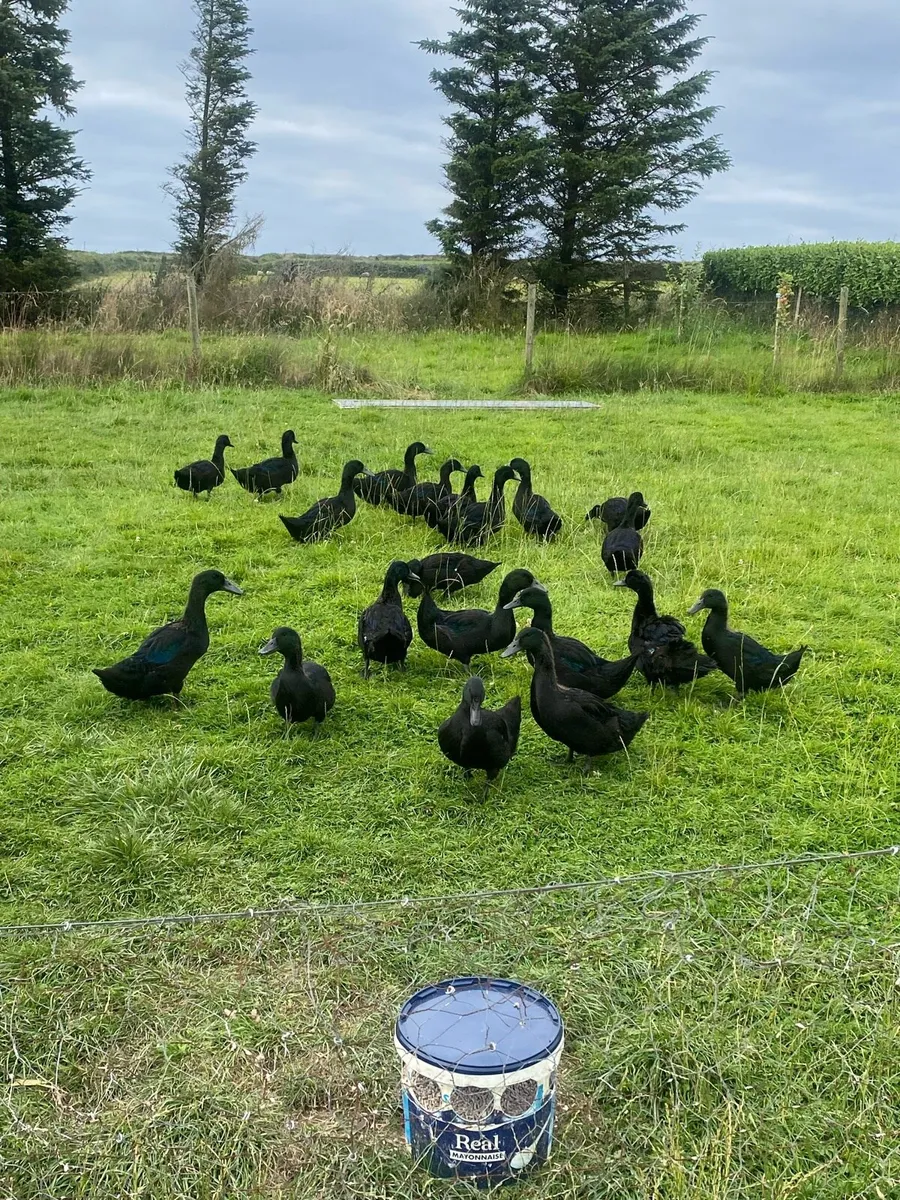 Cayuga ducks and drakes - Image 2