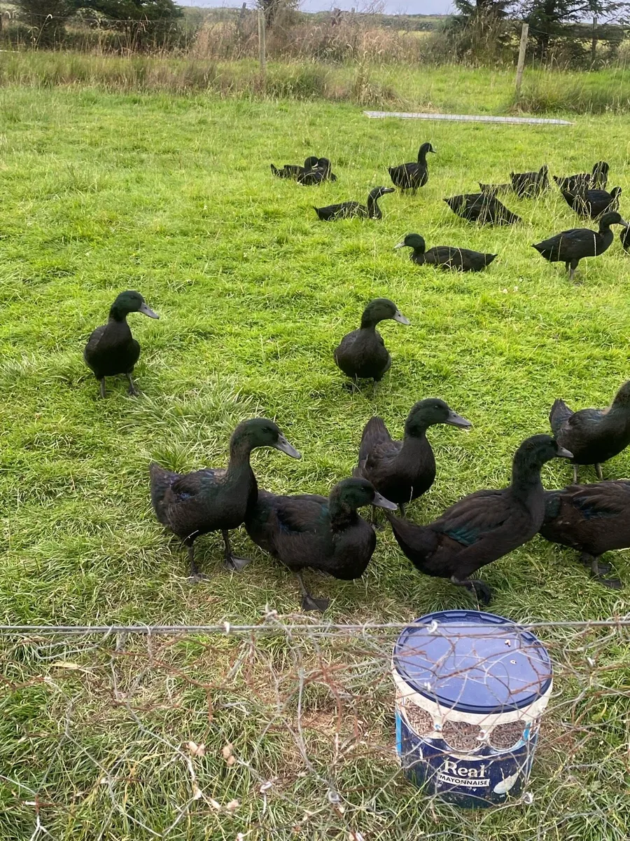 Cayuga ducks and drakes - Image 1