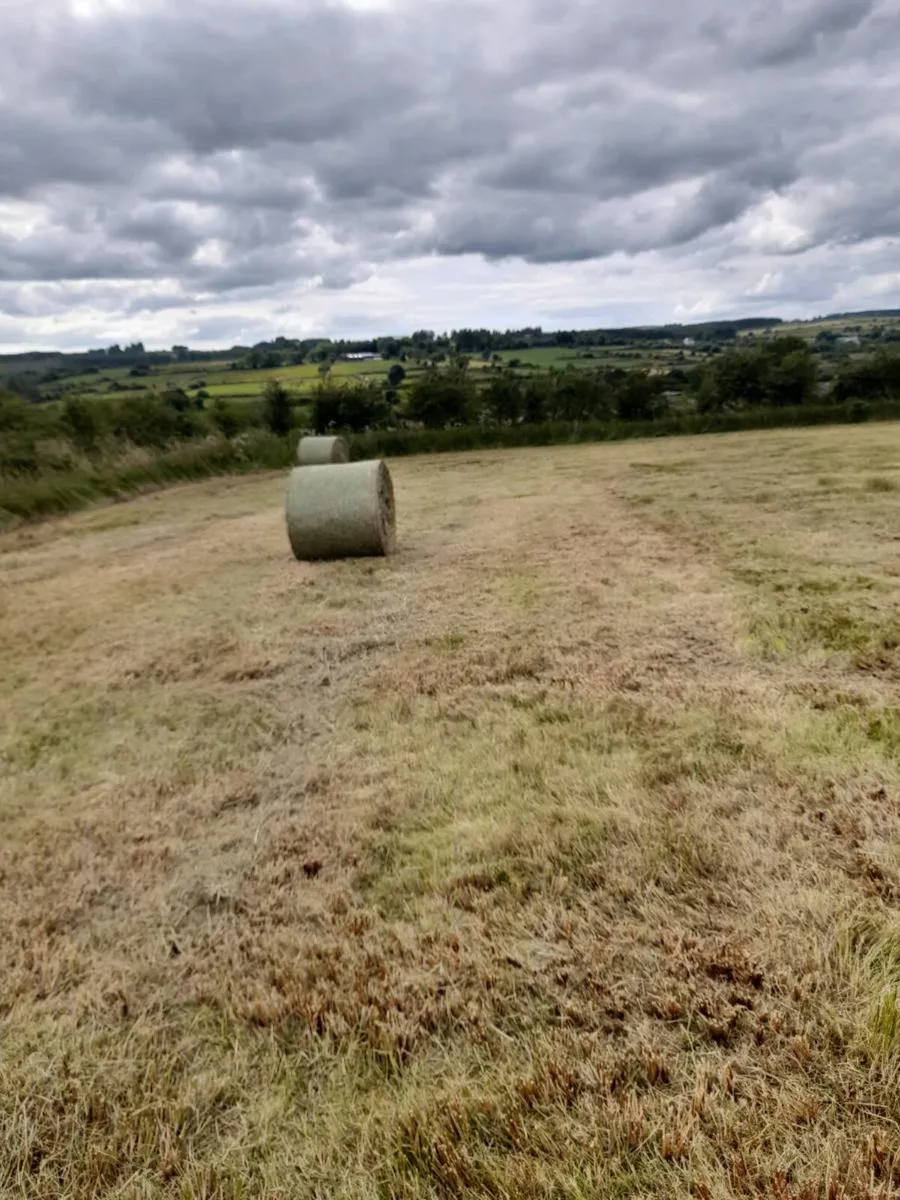 Coarse hay for sale - Image 4
