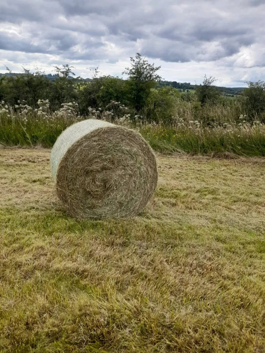 Coarse hay for sale - Image 1