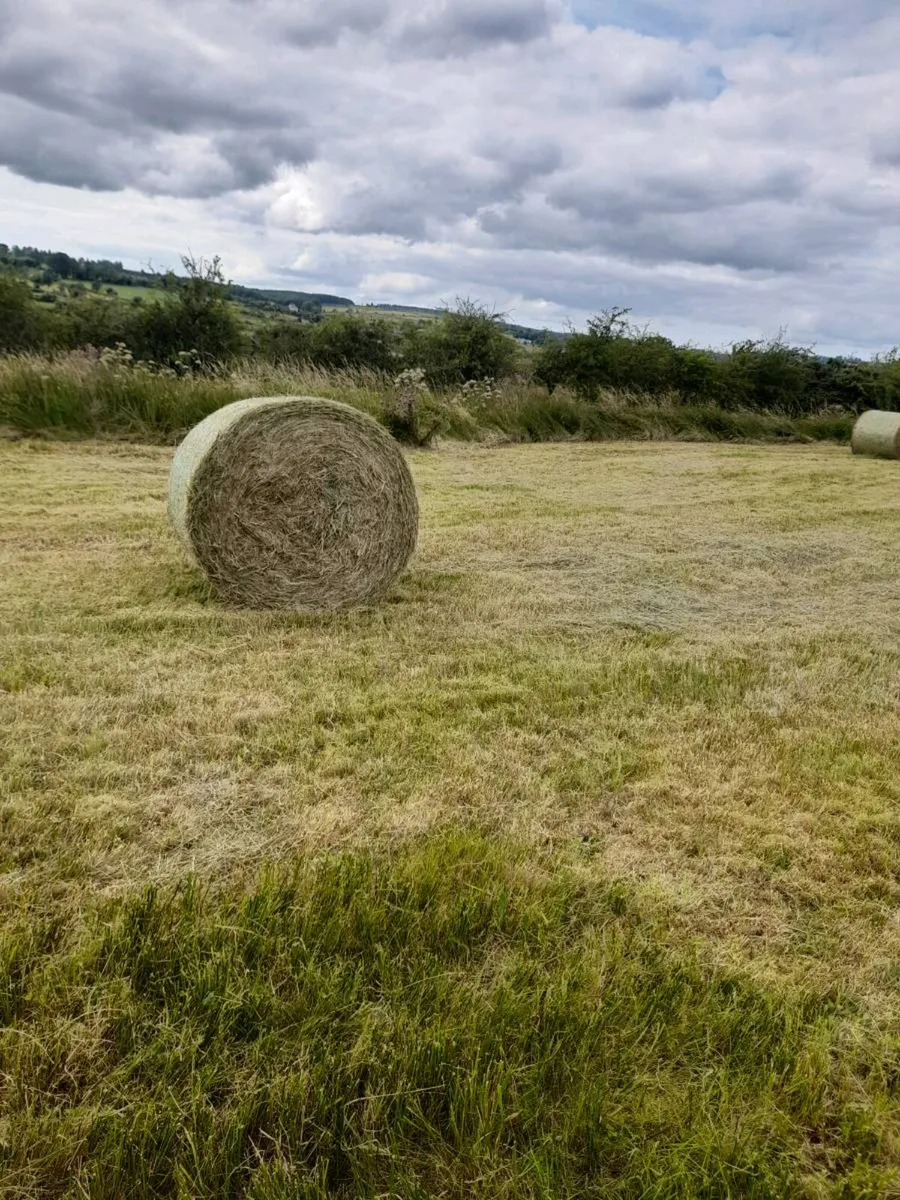 Coarse hay for sale - Image 2