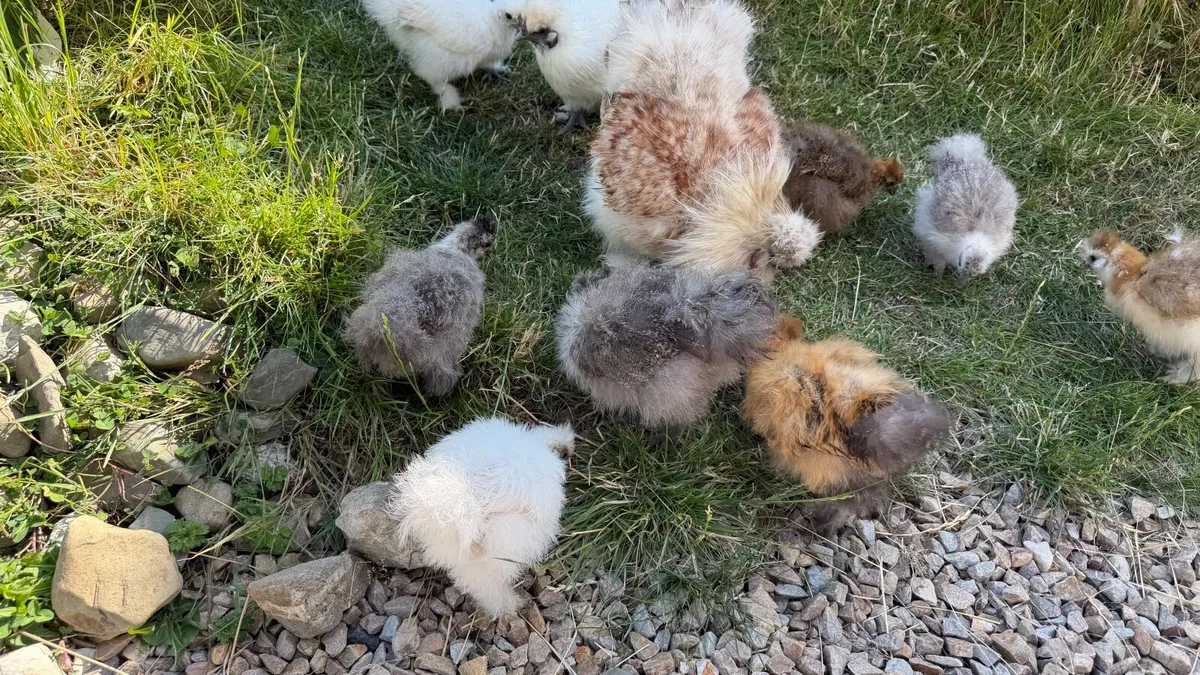 Silkie chick - Image 1