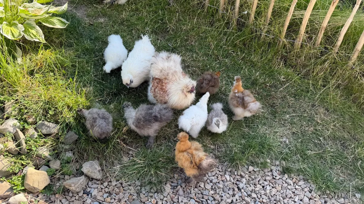 Silkie chick - Image 2