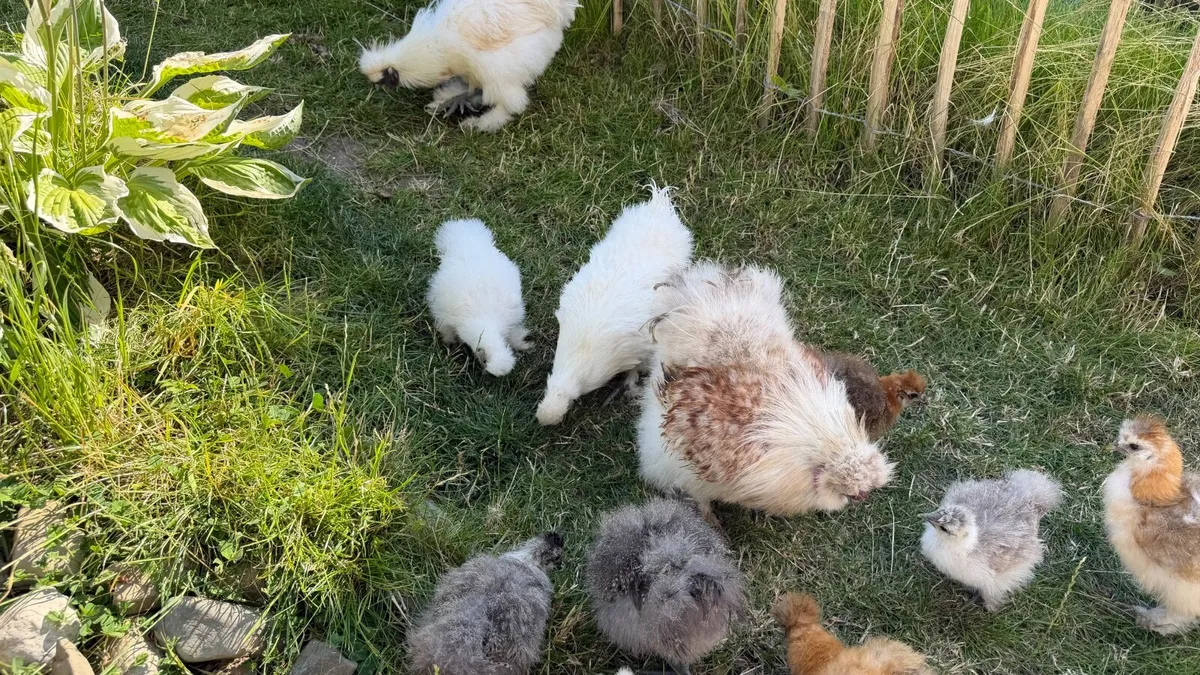 Silkie chick - Image 3