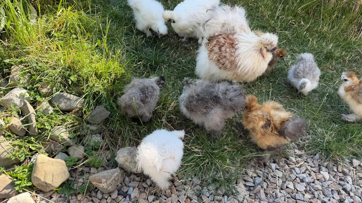 Silkie chick - Image 4