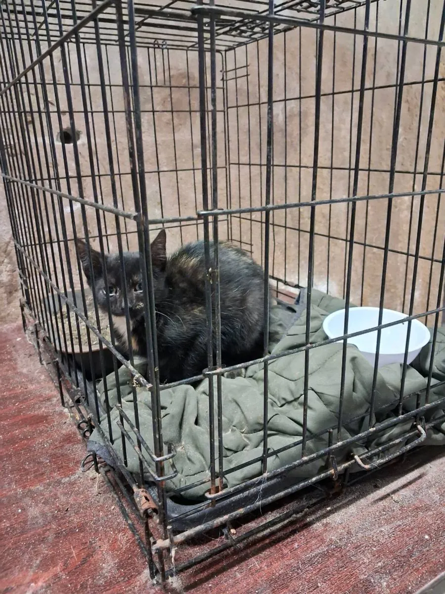 Kittens ready for their new homes