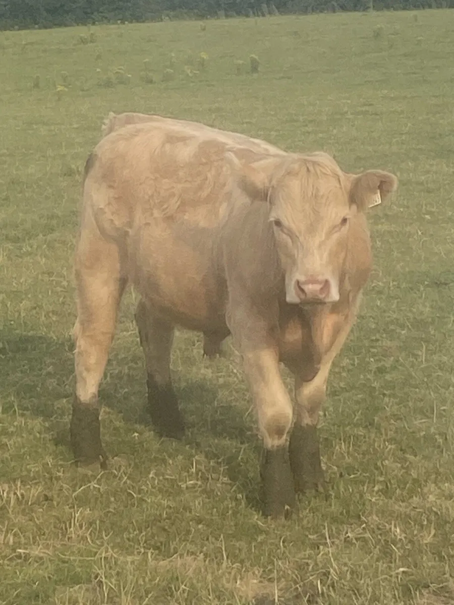 Bullocks - Image 3