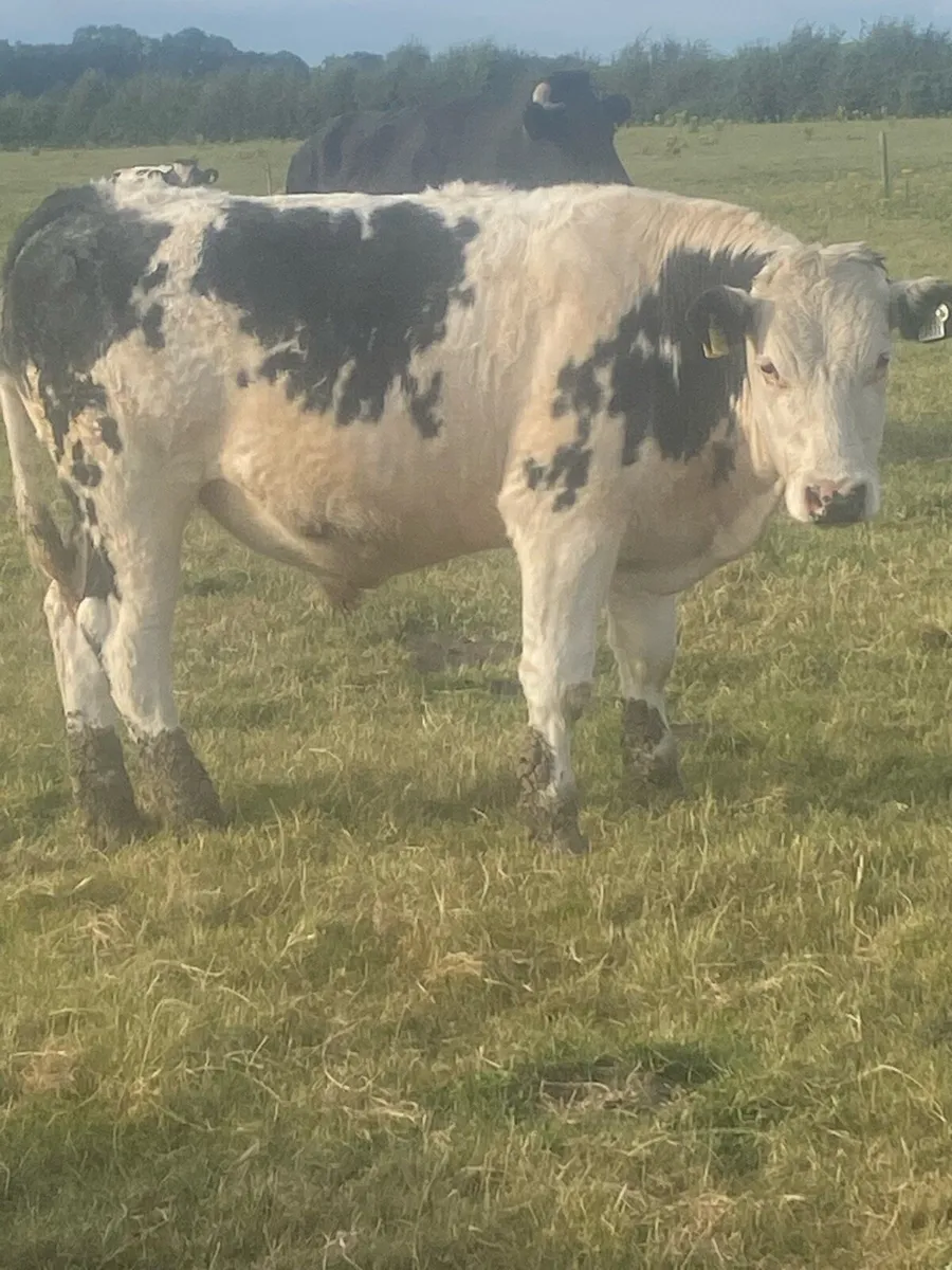 Bullocks - Image 4