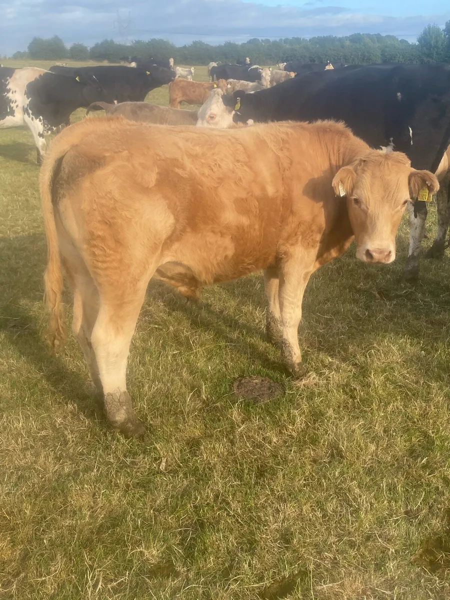 Bullocks - Image 1