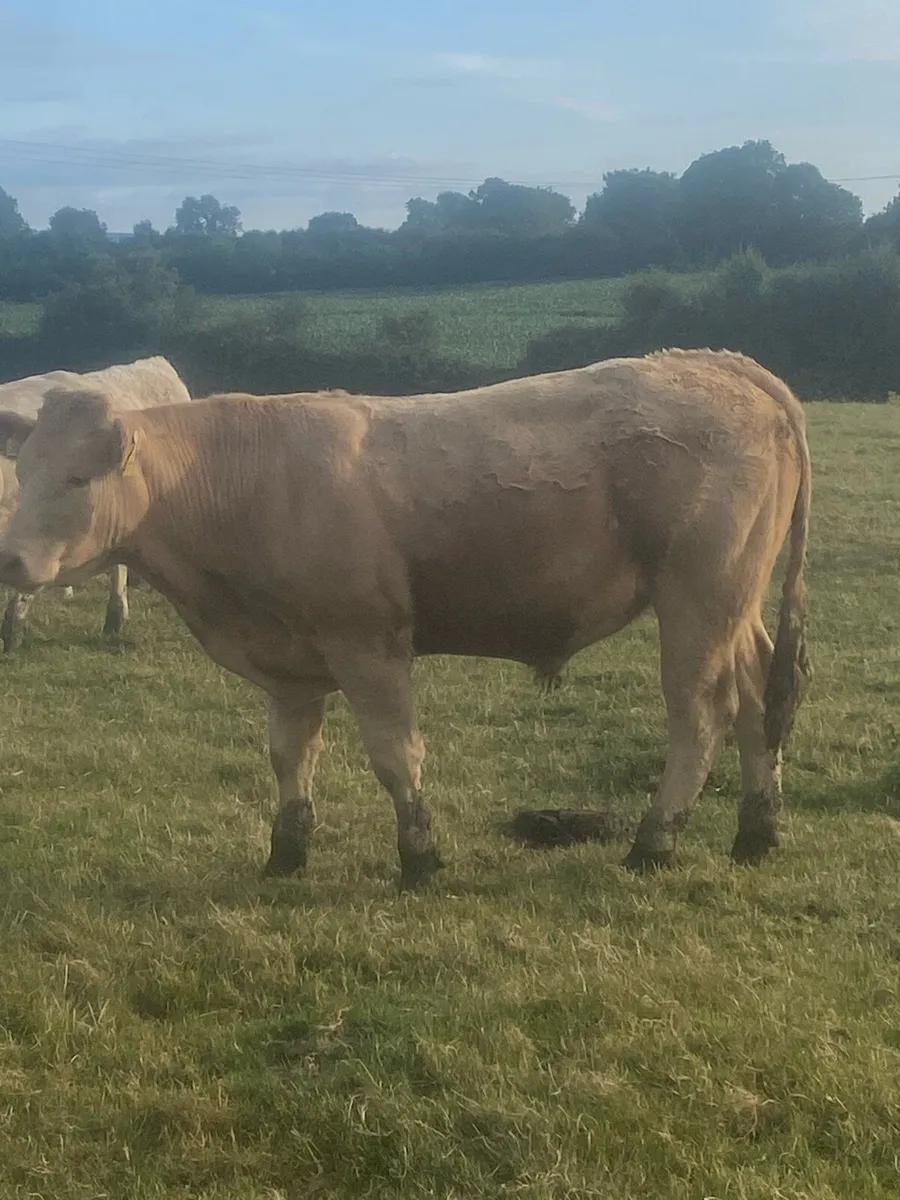 Bullocks - Image 2