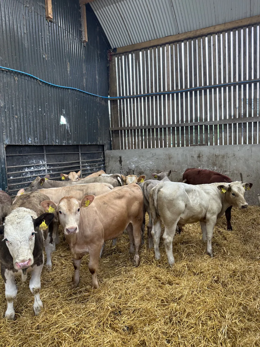 Beef bred bulls - Image 4