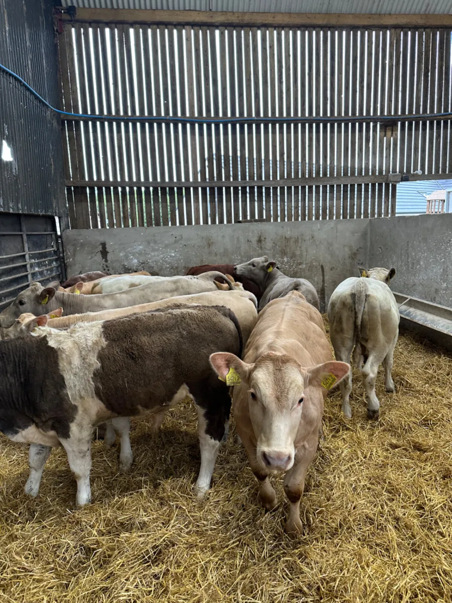 Beef bred bulls - Image 1