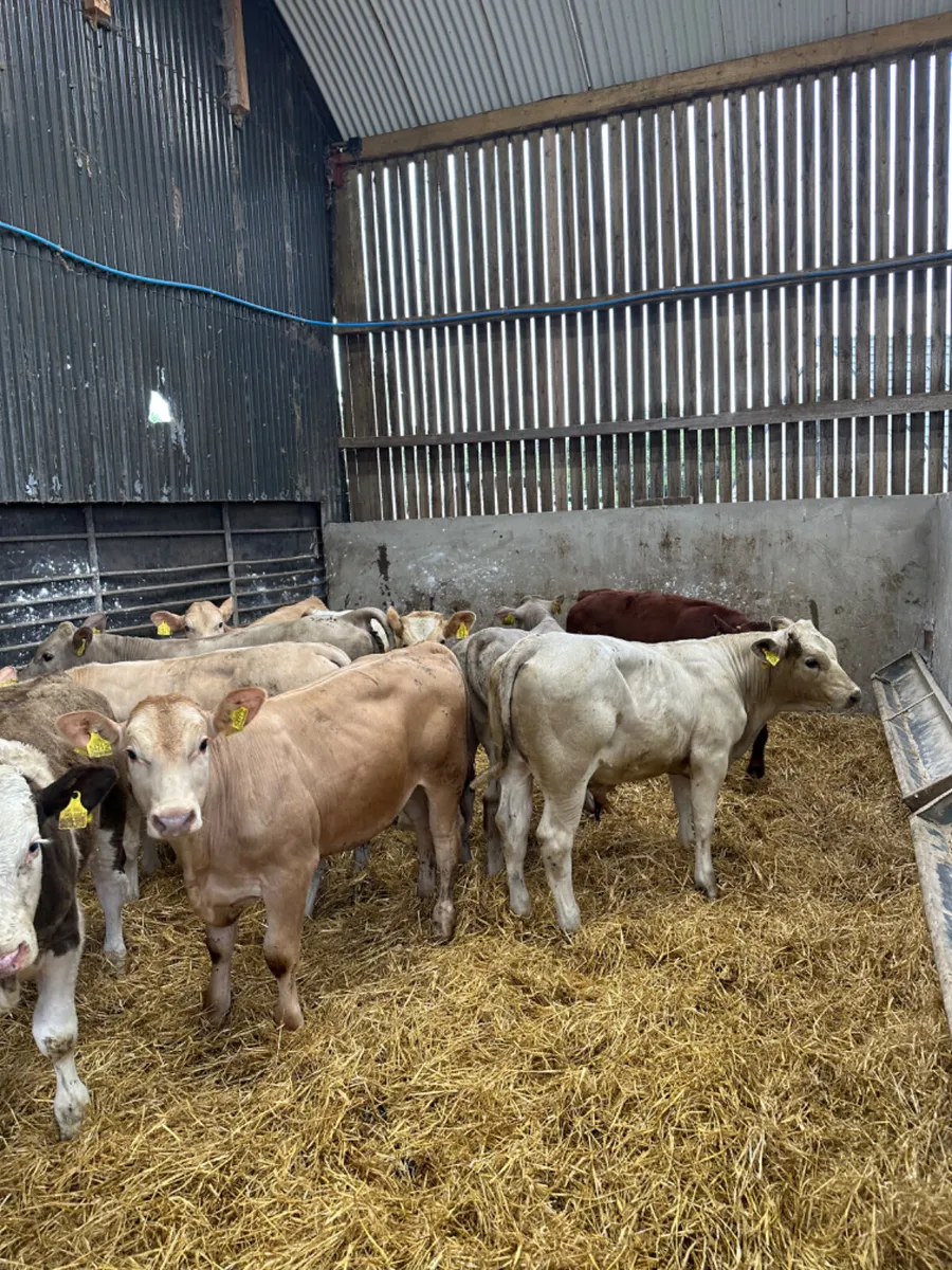 Beef bred bulls - Image 3