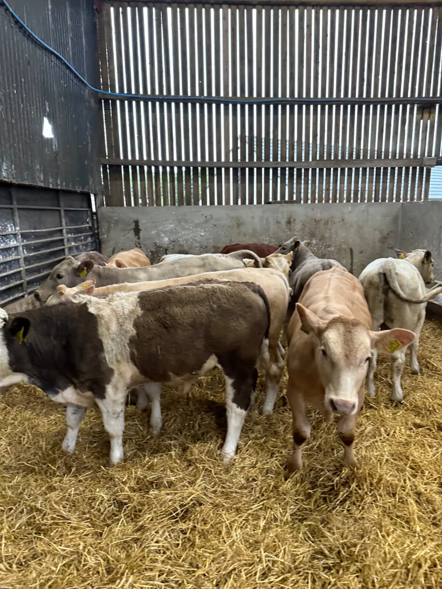 Beef bred bulls - Image 2