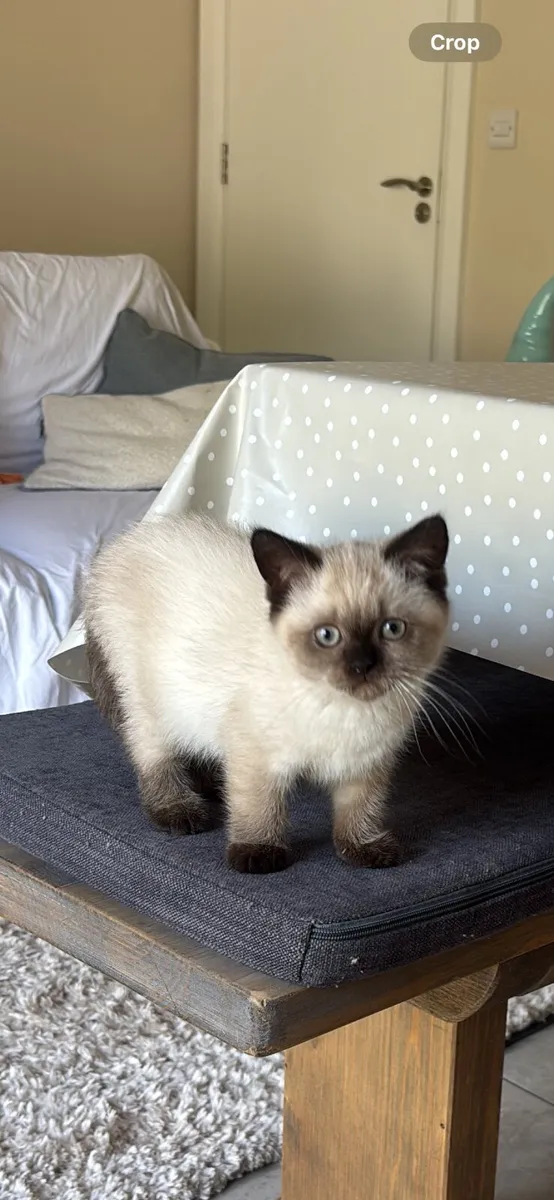 Kitten - Image 1