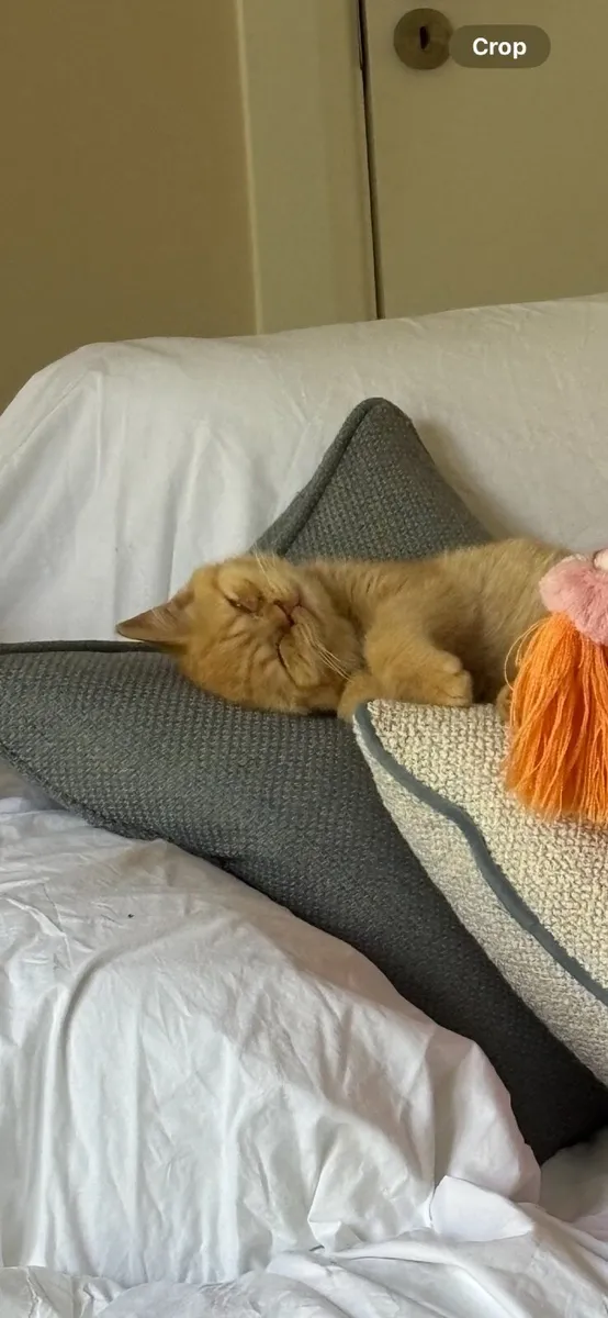 Kitten - Image 2