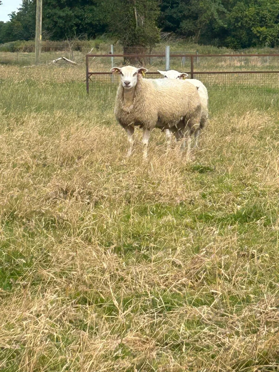Sheep - Image 3