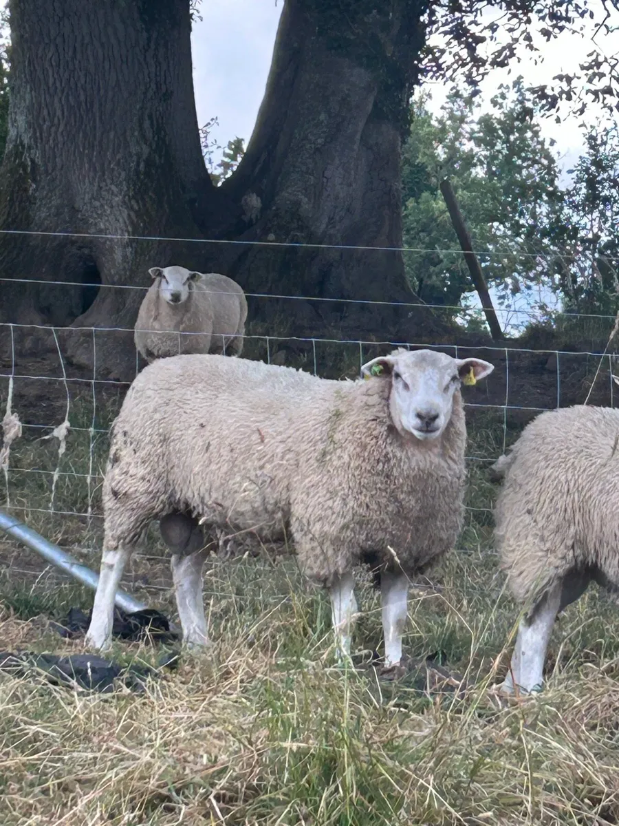 Sheep - Image 4