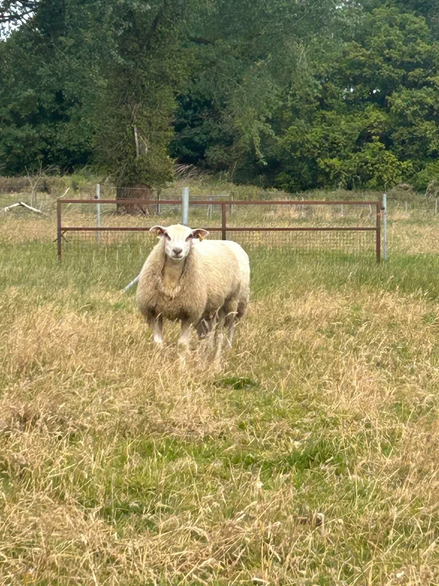 Sheep - Image 1