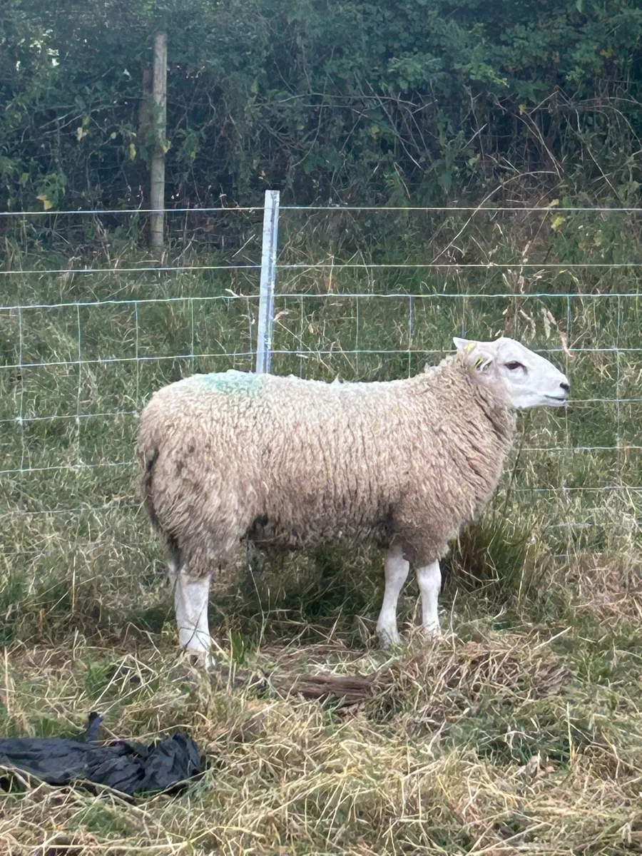 Sheep - Image 2