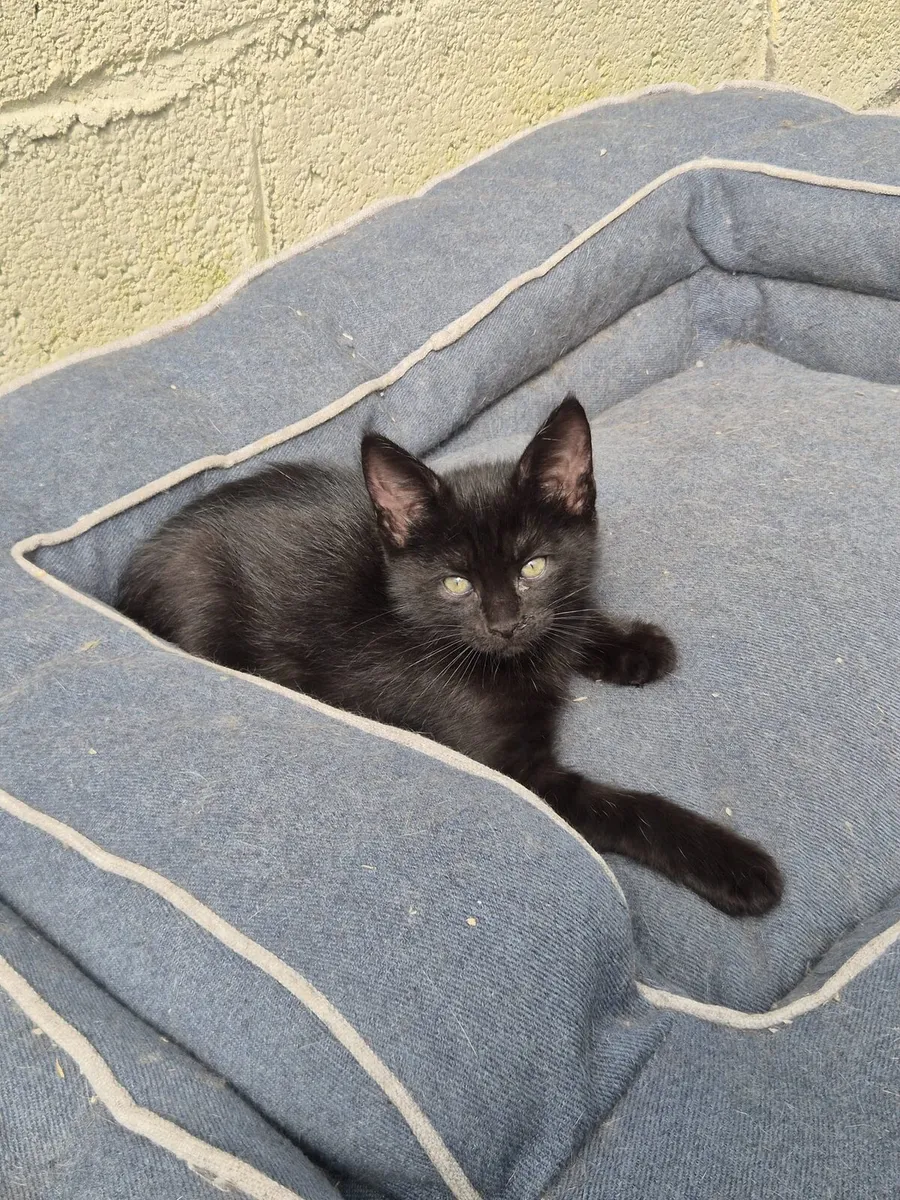 Maine Coon x Ragdoll Kittens - Image 1