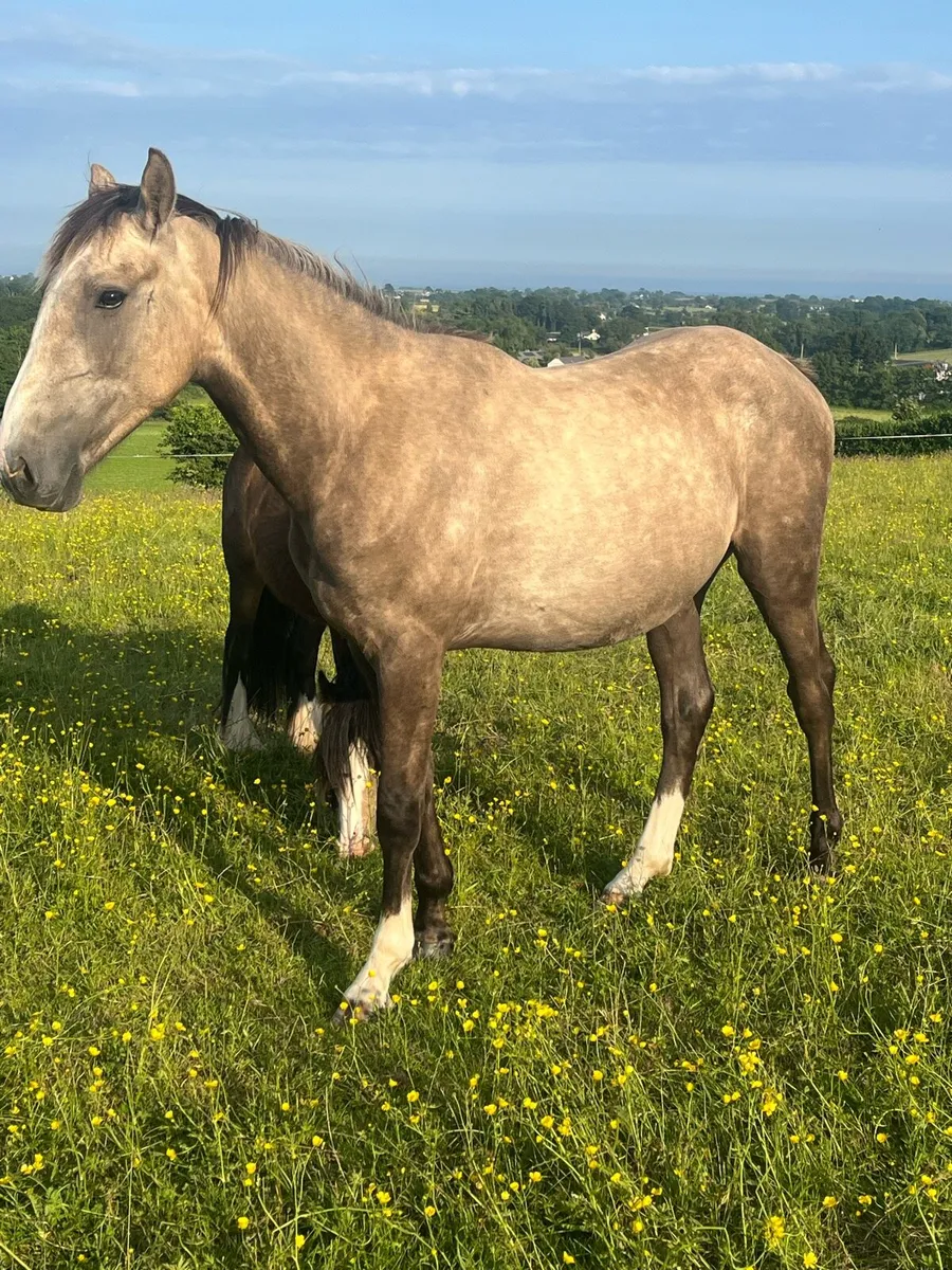 15.2 palomino gelding - Image 2