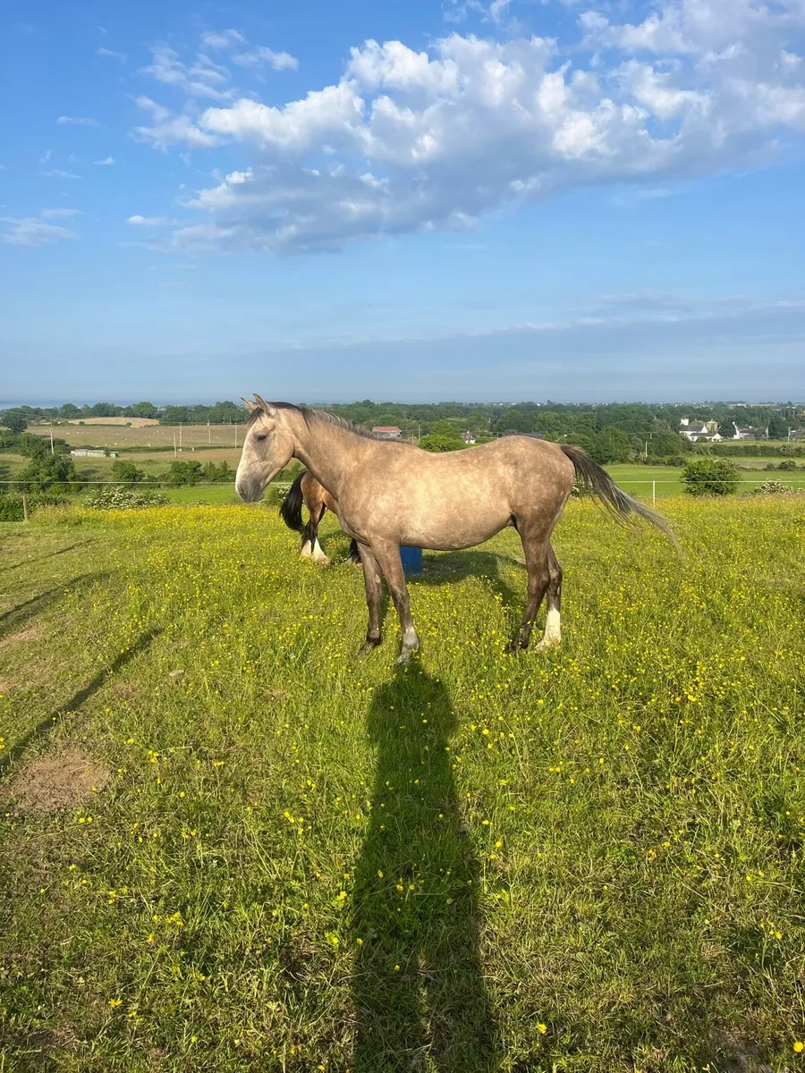 15.2 palomino gelding - Image 1
