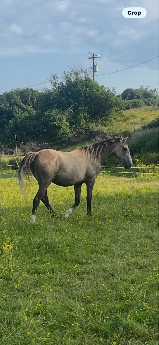 15.2 palomino gelding - Image 3