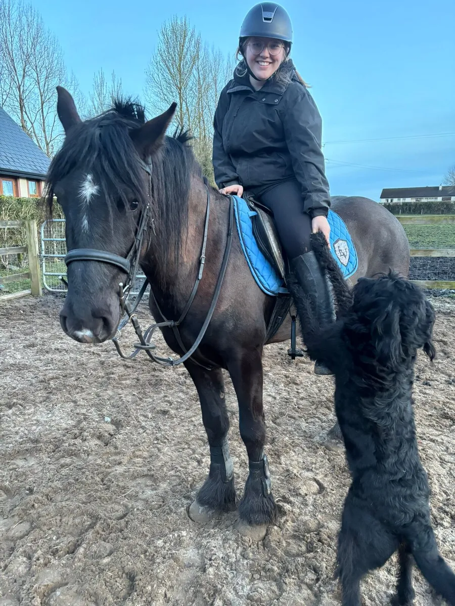 4 year old ride and drive cob - Image 3