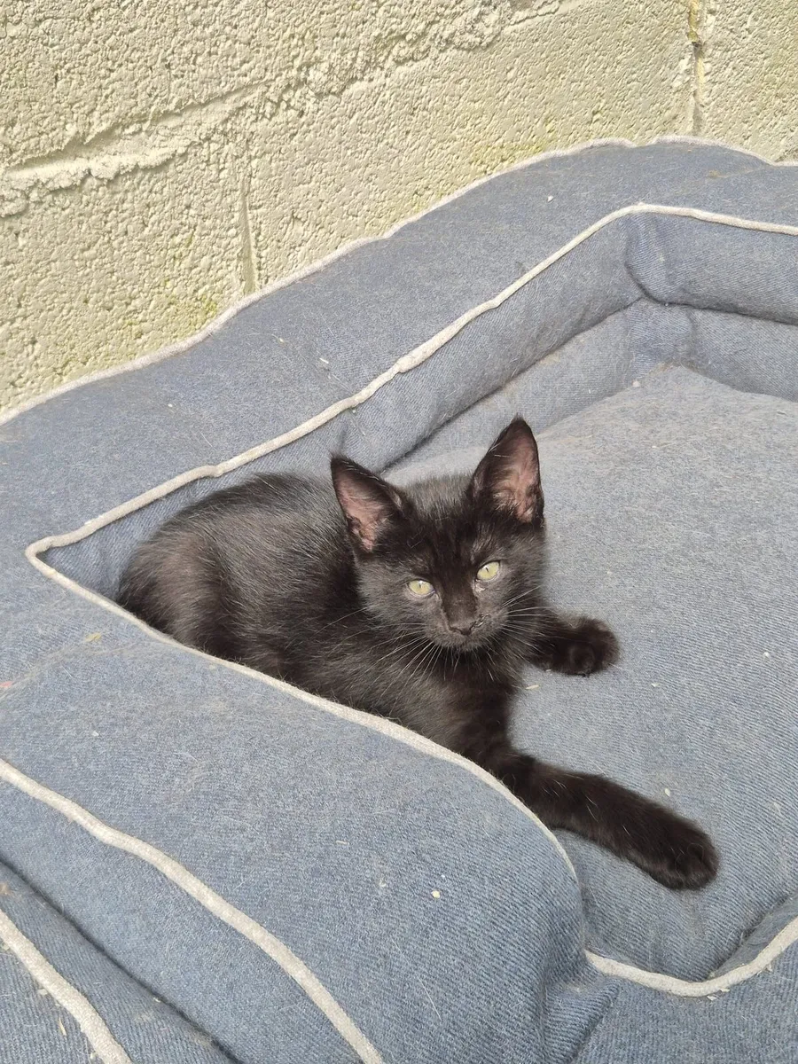Maine Coon x Ragdoll Kittens - Image 2