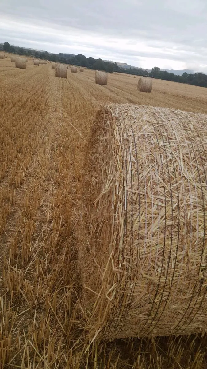 Straw for sale - Image 1