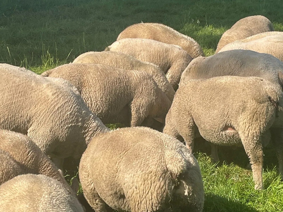 Charollais and Charbex Ram Lambs - Image 4