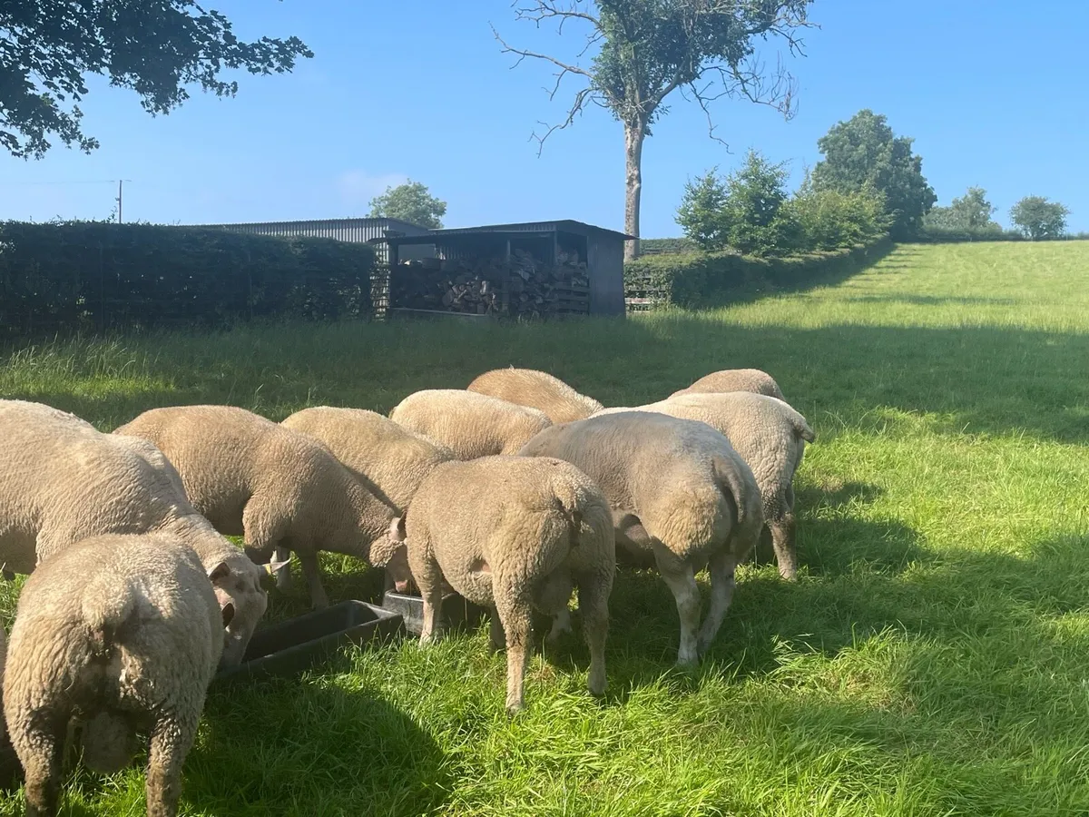 Charollais and Charbex Ram Lambs - Image 1
