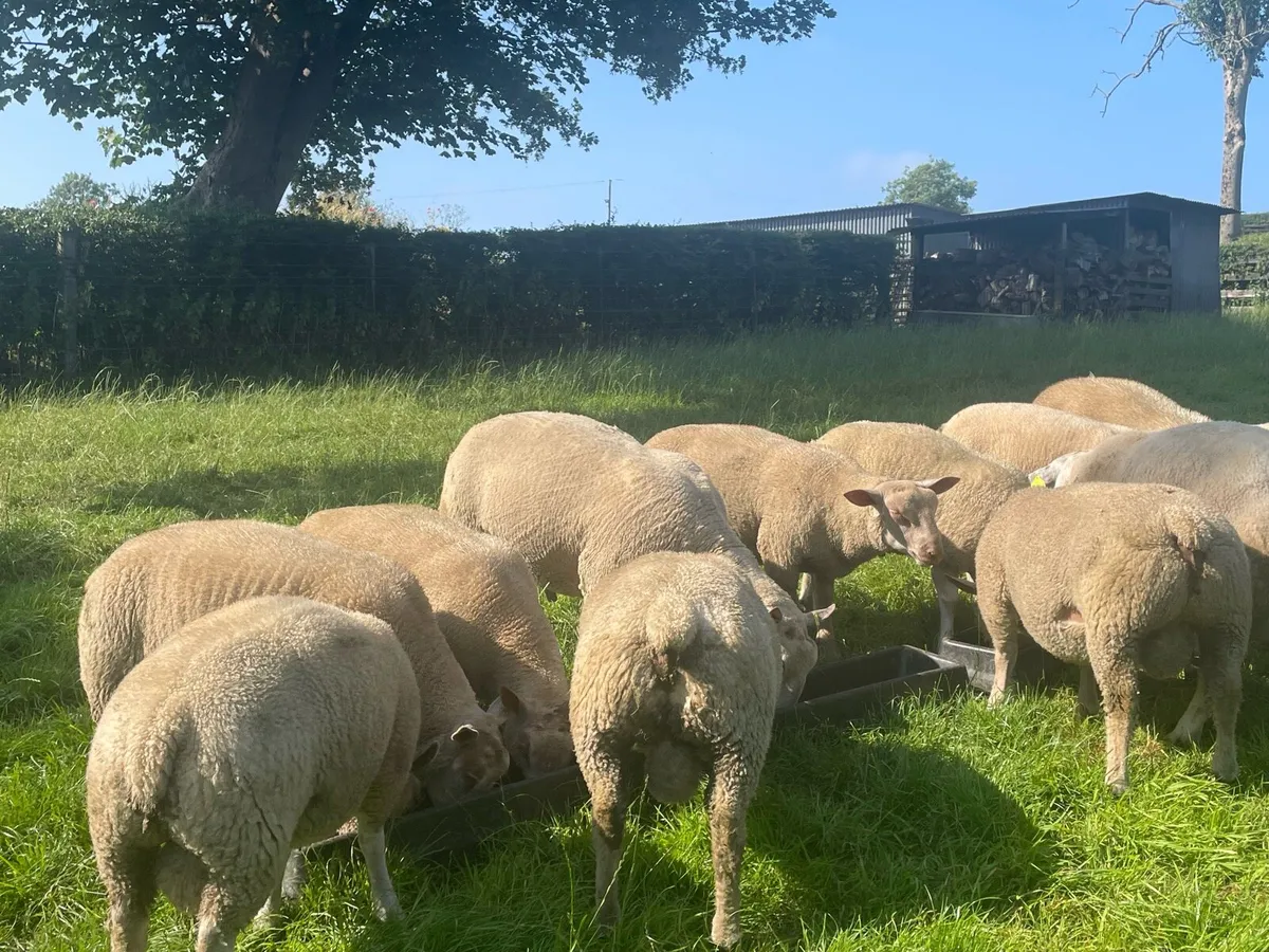 Charollais and Charbex Ram Lambs - Image 2