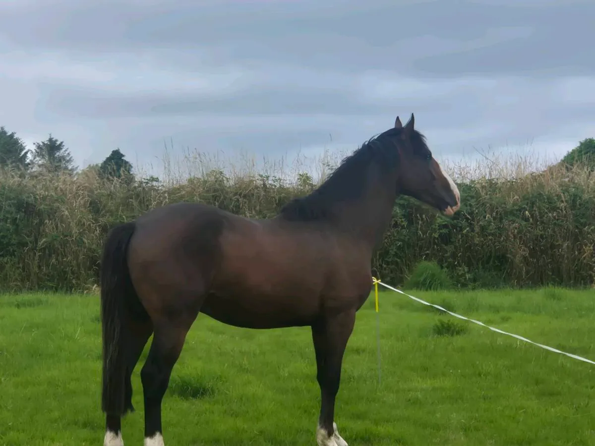 Horse - Image 2
