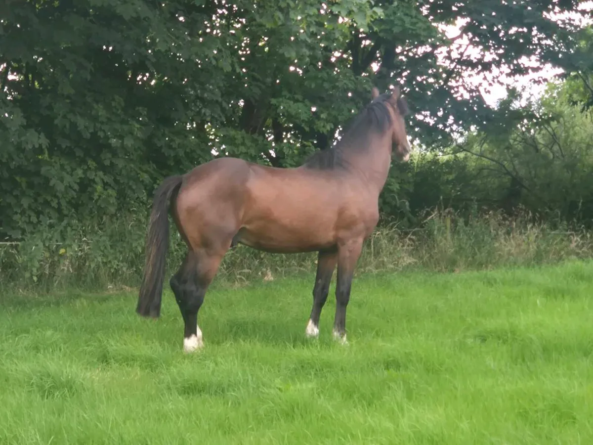 Horse - Image 3