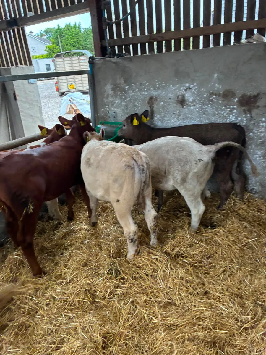 Beef bred heifers - Image 2