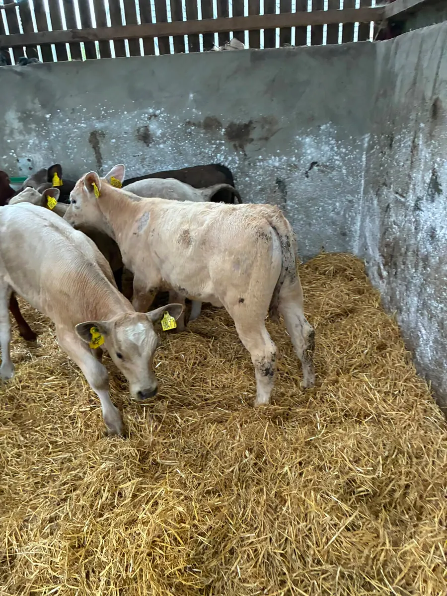 Beef bred heifers - Image 3