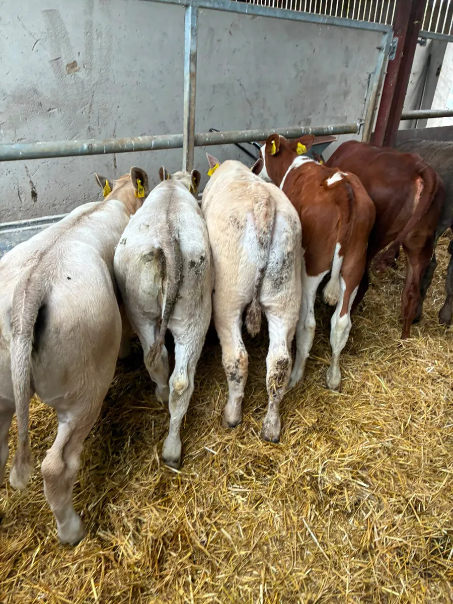 Beef bred heifers - Image 4