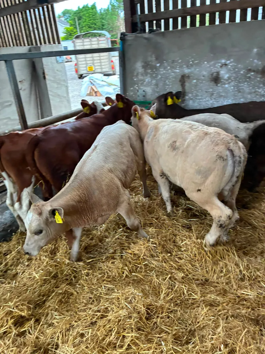 Beef bred heifers - Image 1