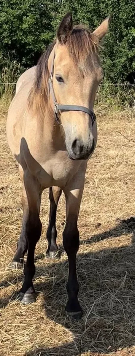 Connemara Gelding Pony For Sale - Image 1