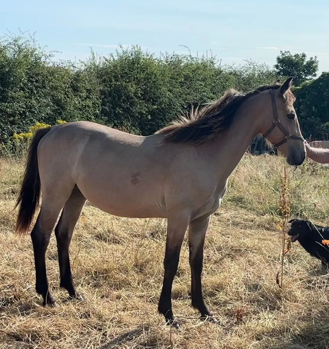 Connemara Gelding Pony For Sale - Image 3
