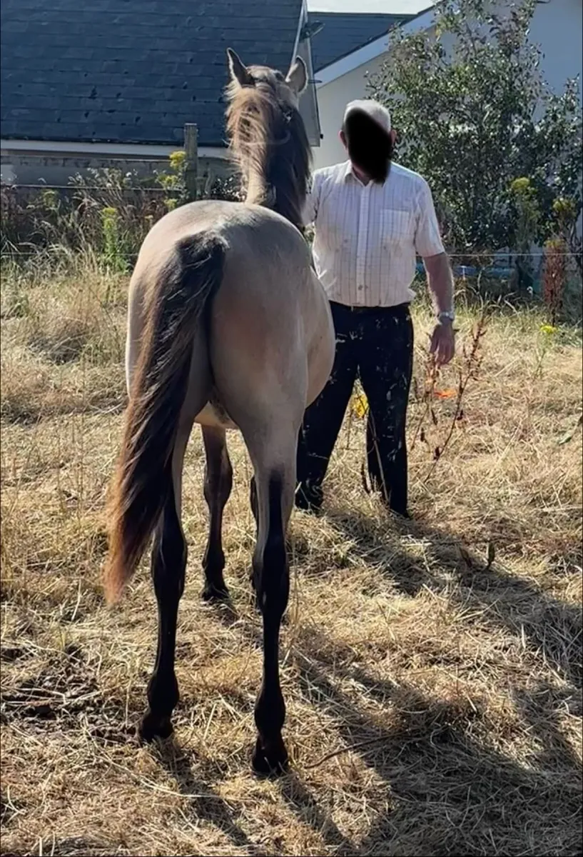 Connemara Gelding Pony For Sale - Image 2