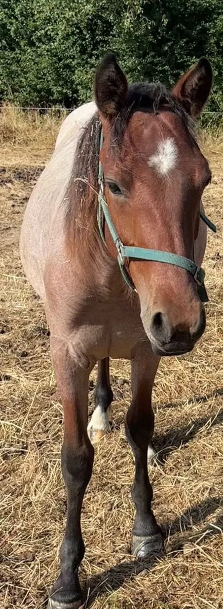 Connemara Filly Pony For Sale - Image 1