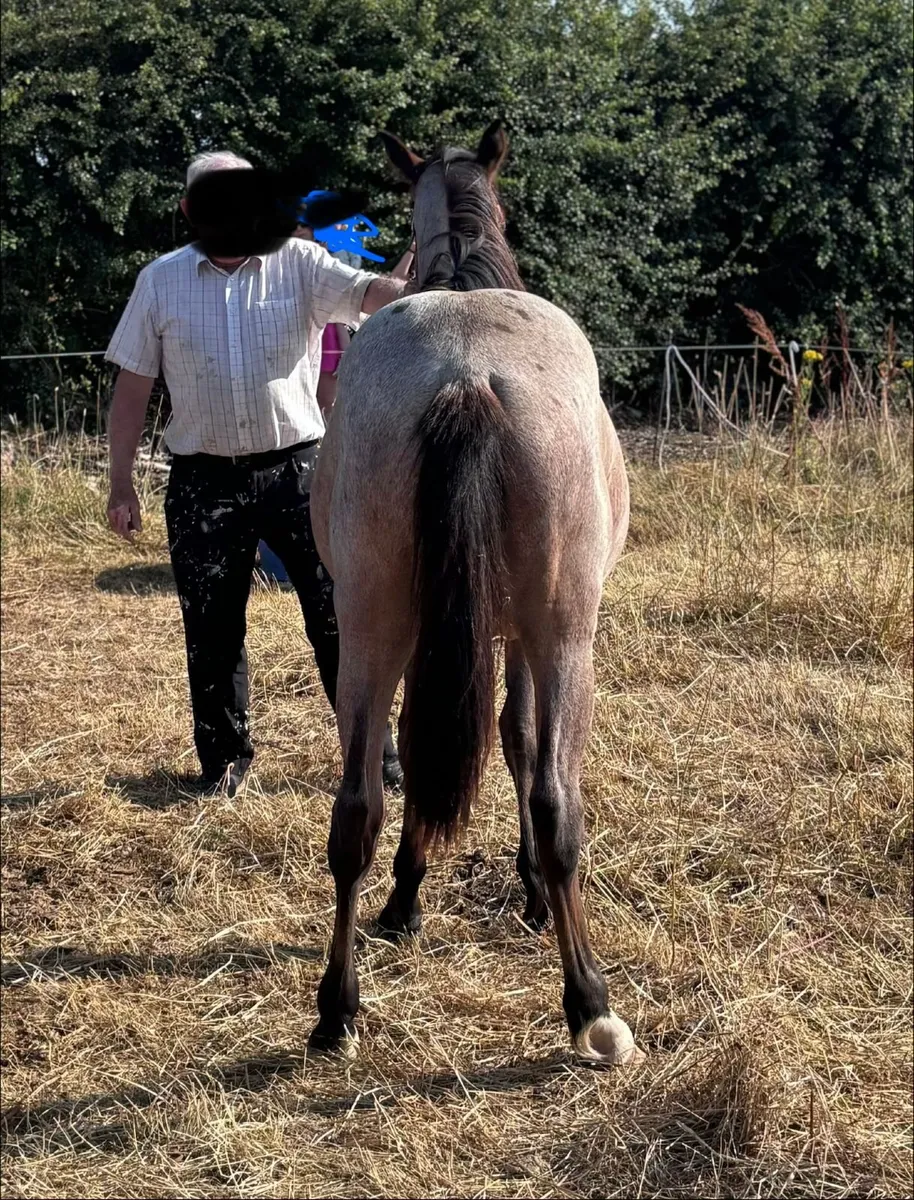 Connemara Filly Pony For Sale - Image 2